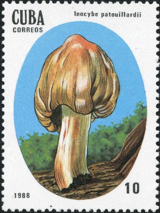 (1988-012) Марка Куба &quot;Волоконница Патуйяра&quot;    Ядовитые грибы III Θ
