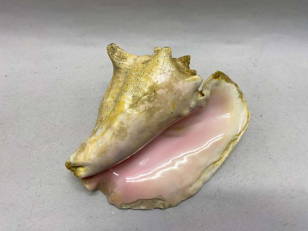 Морская раковина 22*16*10 см