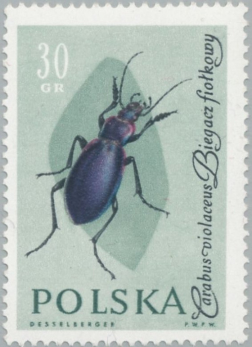 (1961-061) Марка Польша &quot;Жужелица&quot; , III Θ