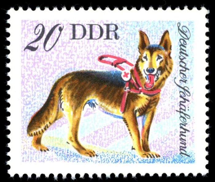 (1976-054) Марка Германия (ГДР) &quot;Немецкая овчарка&quot;    Собаки II O