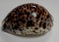 Тигровая ракушка, натуральная (сост. на фото)
