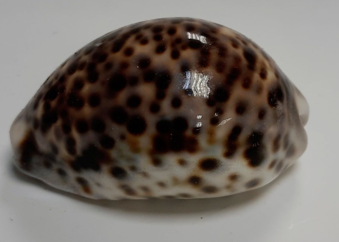 Тигровая ракушка, натуральная (сост. на фото)