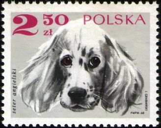(1969-005) Марка Польша &quot;Сеттер Льюэллина&quot;   Породистые собаки I Θ