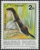 (1986-060) Марка Венгрия "Горностай"    Охраняемые животные II Θ