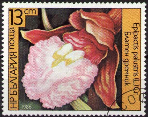 (1986-005) Марка Болгария &quot;Дремлик болотный&quot;   Орхидеи III O