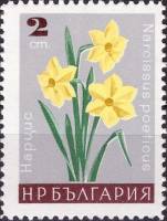 (1966-095) Марка Болгария "Нарцисс"   Садовые цветы III Θ