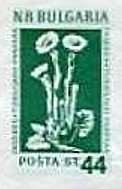 (1953-050) Марка из блока Болгария "Мать-и-мачеха"   Лекарственные растения Болгарии (2) III O