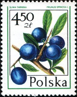 (1977-010) Марка Польша &quot;Слива&quot;    Лесные ягоды III Θ