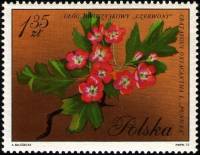 (1971-088) Марка Польша "Боярышник"    Цветение I Θ