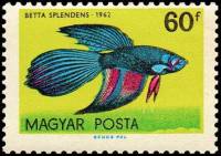 (1962-008) Марка Венгрия "Сиамские боевые рыбы" ,  III O