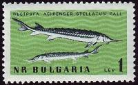 (1961-052) Марка Болгария "Севрюга"   Фауна Чёрного моря II Θ