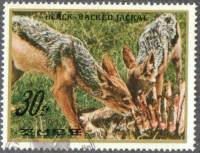 (1984-077) Марка Северная Корея "Чепрачный шакал"   Животные III Θ