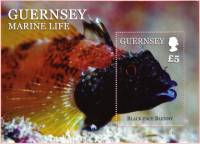 (№2013-63) Блок марок Гернси 2013 год "Blackfaced Blenny Tripterygion delaisi ", Гашеный