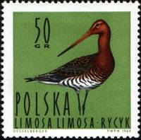 (1964-035) Марка Польша "Большой Веретенник "   Водоплавающие птицы III Θ