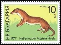 (1977-039) Марка Болгария "Ласка"   Дикая природа III O