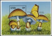(№1999-604) Блок марок Гайана 1999 год "Lepiota acutesquamosa", Гашеный