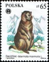 (1984-055) Марка Польша "Альпийский сурок"    Защищенные пушные животные III Θ