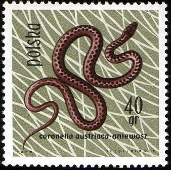 (1963-025) Марка Польша &quot;Медянка&quot; , III Θ