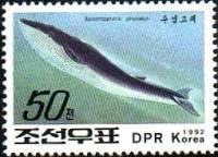 (1992-100) Марка Северная Корея "Финвал"   Киты III Θ