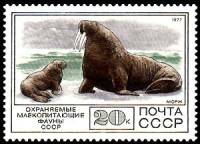 1977-105 Марка СССР Морж  Фауна I Θ