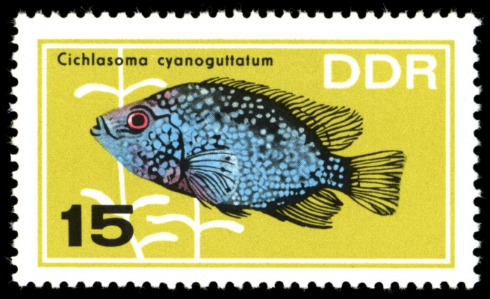 (1966-074) Марка Германия (ГДР) &quot;Бриллиантовая Цихлазома&quot;    Аквариумные рыбки III O