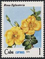 (1979-057) Марка Куба "Роза рубигиноза"    Розы III Θ