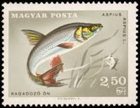(1967-046) Марка Венгрия "Жерех" ,  III O