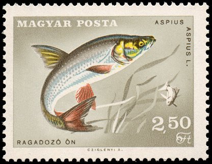 (1967-046) Марка Венгрия &quot;Жерех&quot; ,  III O