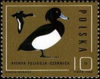 (1985-041) Марка Польша "Хохлатая чернеть"    Охрана природы. Дикие утки III Θ