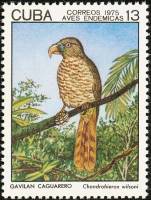 (1975-040) Марка Куба "Кубинский коршун"    Птицы III O