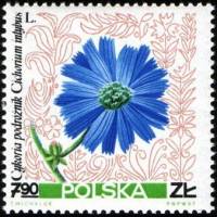 (1967-049) Марка Польша "Цикорий обыкновенный" , III Θ