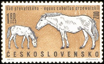 (1962-026) Марка Чехословакия &quot;Лошади Пржевальского&quot;    Животные II Θ