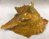 Ракушка морская натуральная (сост. на фото)