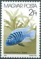 (1987-003) Марка Венгрия "Псевдотрофеус-зебра"    Декоративные рыбки II Θ