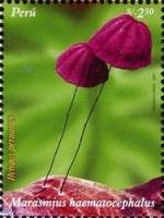 (№2007-2249) Марка Перу 2007 год "Marasmius haematocephalus", Гашеная