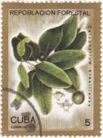 (1975-046) Марка Куба "Бразильский каллофилум"    Лесопосадки III Θ