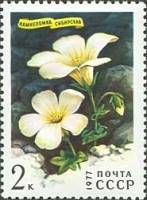 1977-025 Марка СССР Камнеломка сибирская  Цветы гор Сибири III Θ
