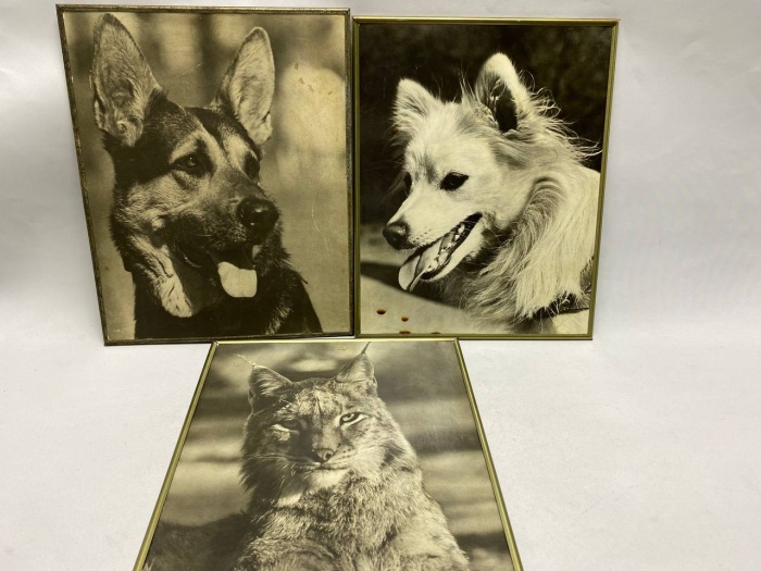 Картина Фото в металлической раме 3 шт, 30*24 см СССР