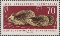 (1963-050) Марка Германия (ГДР) "Северный еж"    Охраняемые животные II Θ