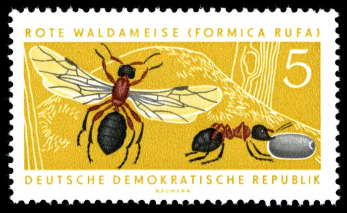 (1962-001) Марка Германия (ГДР) &quot;Рыжий муравей&quot;    Охраняемые животные III Θ