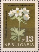 (1963-84) Марка Болгария "Анемона нарциссовидная"   Цветы III O