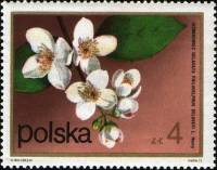 (1972-079) Марка Польша "Чубушник"    Кустарниковые Цветы III Θ