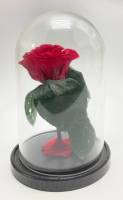 Роза в колбе живая стабилизированная