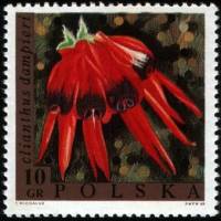 (1968-017) Марка Польша "Свайнсона прекрасная"   Выставка цветов II Θ