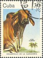 (1984-068) Марка Куба "Кубинский Зебу"    Развитие животноводства III Θ