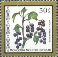 (1987-045) Марка Монголия "Смородина высочайшая"    Съедобные ягоды III Θ