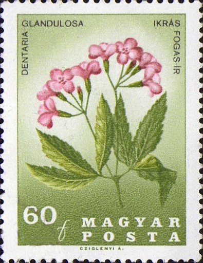 (1967-002) Марка Венгрия "Сердечник"    Цветы Карпатского бассейна. 150 лет со дня смерти Пауля Кита