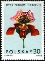 (1965-052) Марка Польша "Пафиопедилюм гибридный"   Орхидеи III Θ