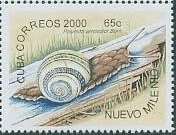 (№4328) Марка Куба 2000 год "Лишай земли Полимиту Улитка", Гашеная