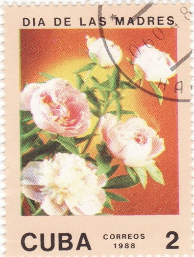 (1988-019) Марка Куба "Розы розовые"    Цветы II &Theta;